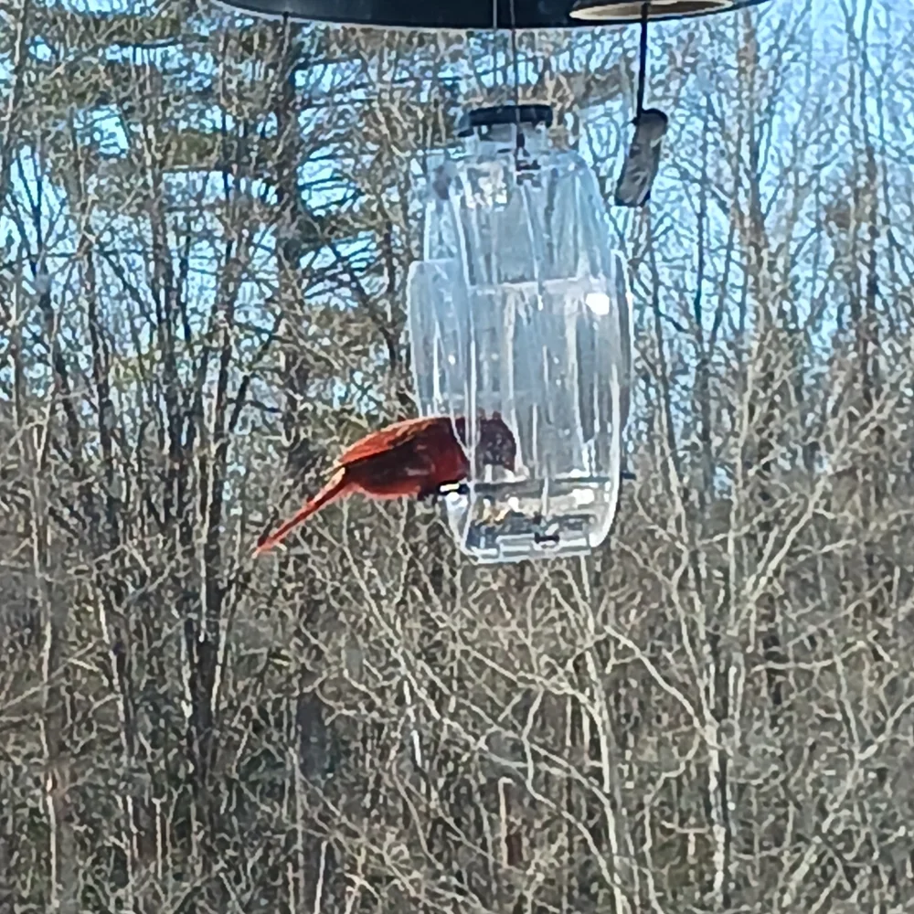Transparent Hanging Bird Feeder